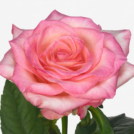 Rose Celeb