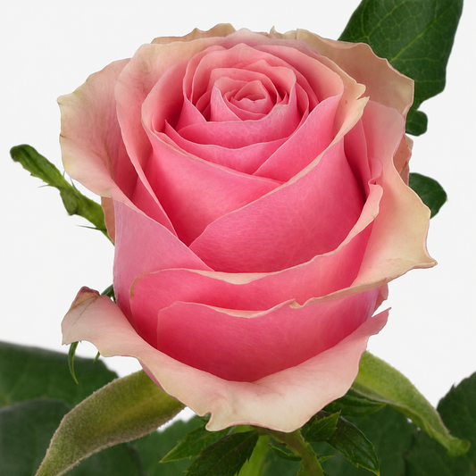 Rose Boulevard