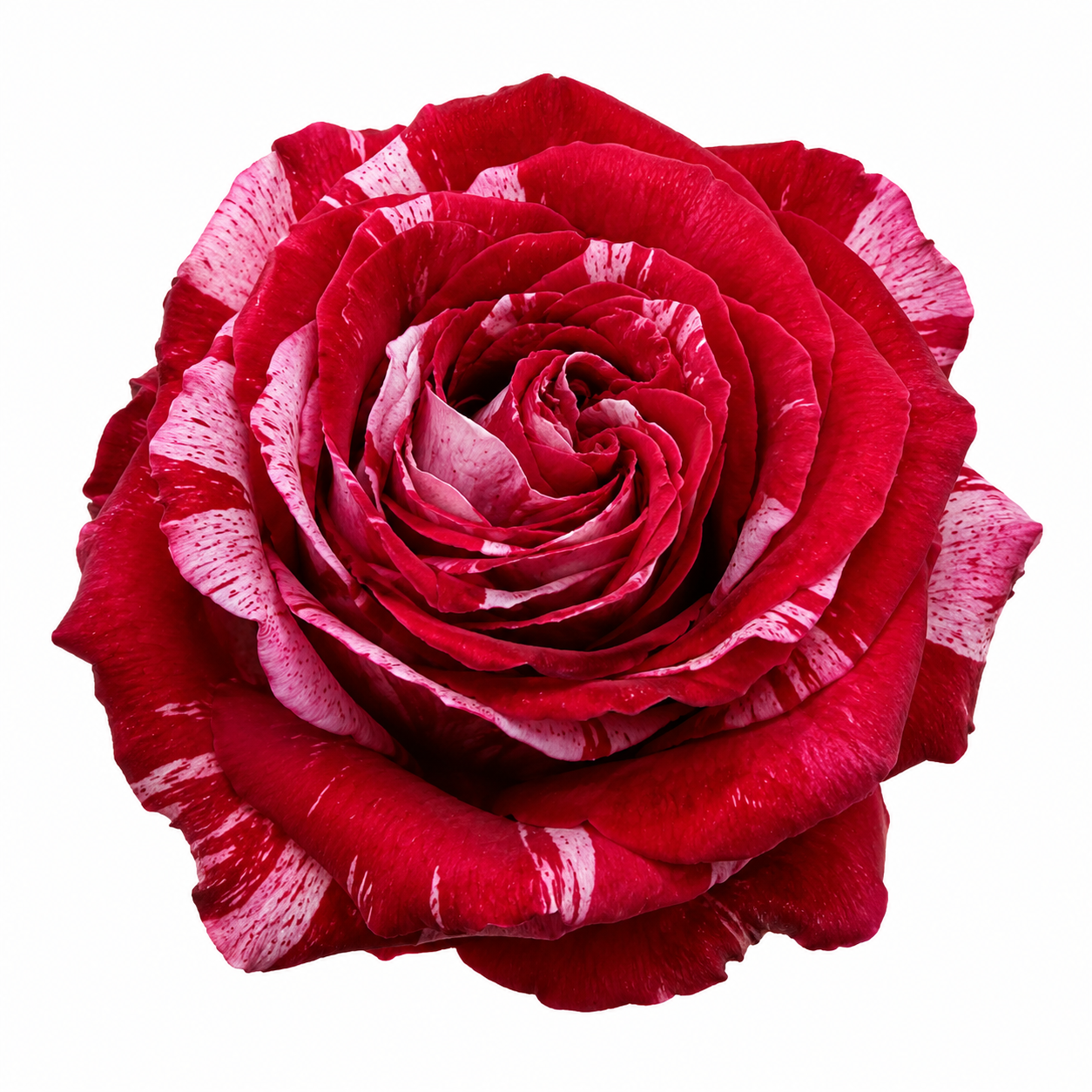 Garden Rose Frou-Frou