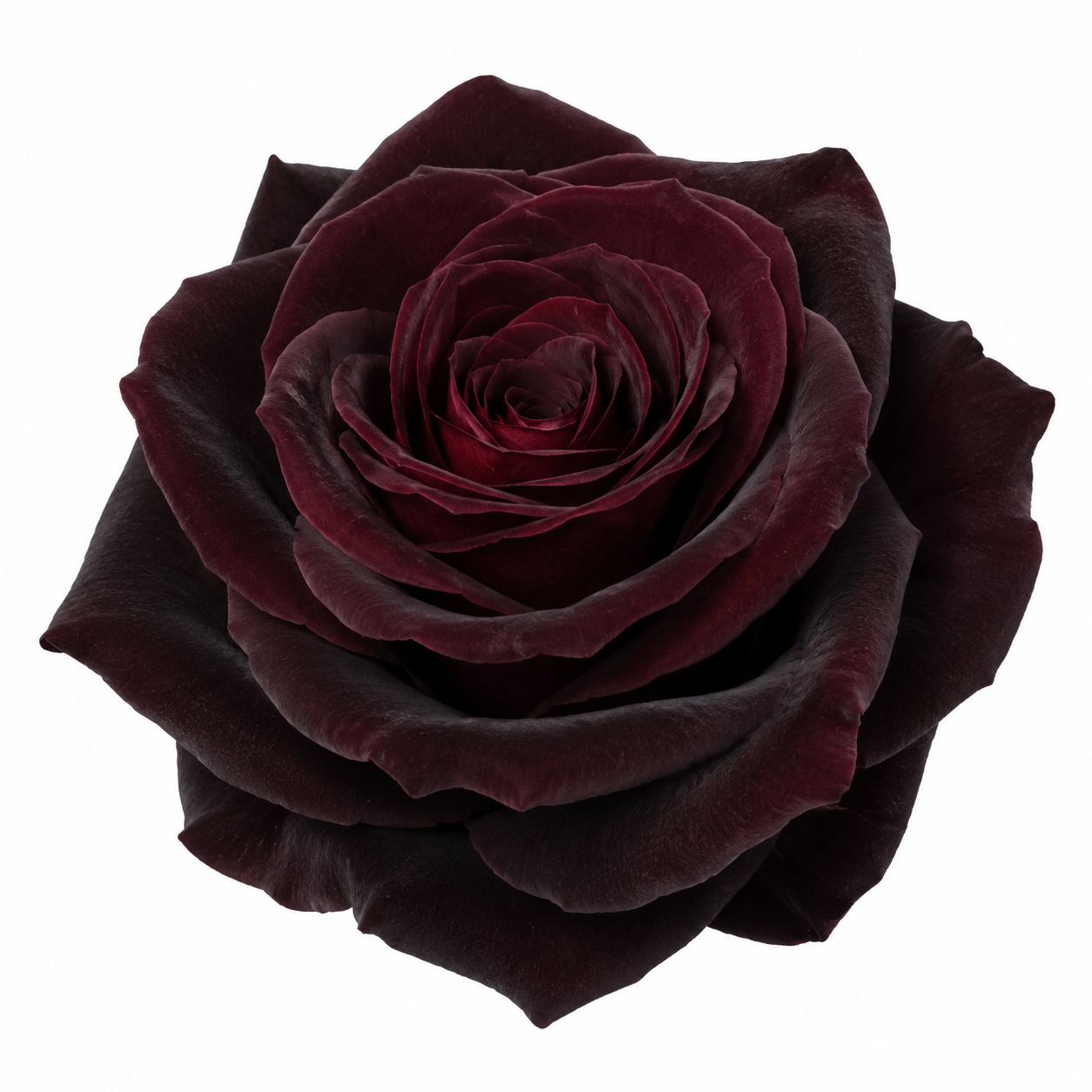 Garden Rose Black Baccara