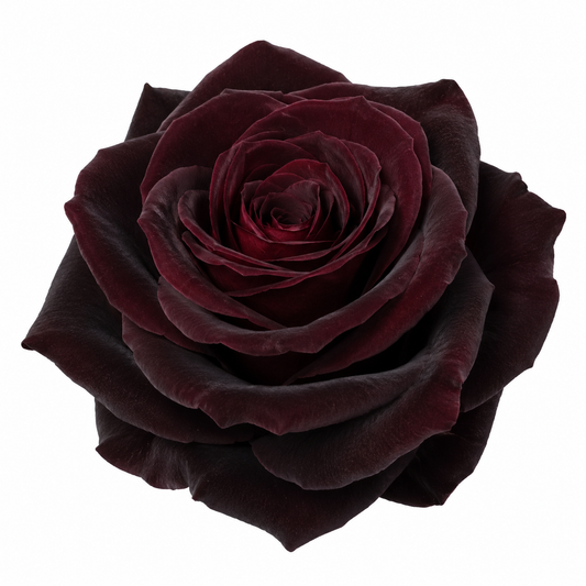 Garden Rose Black Baccara