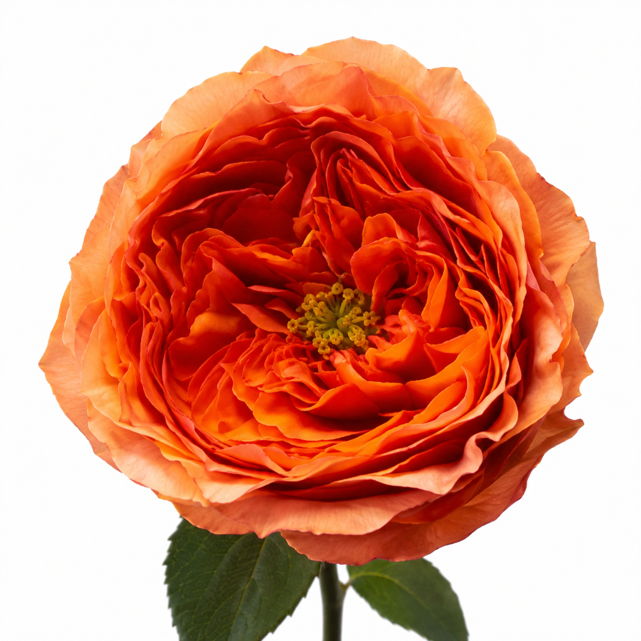 Garden Rose Orbit