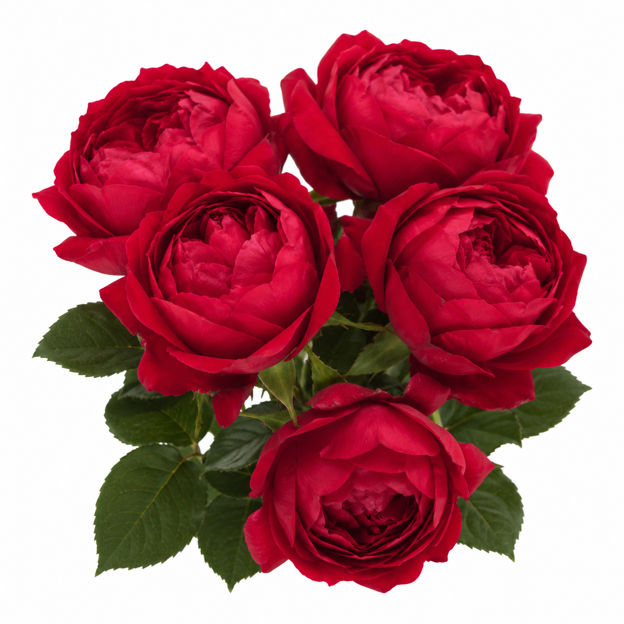 Garden Rose Peony Red