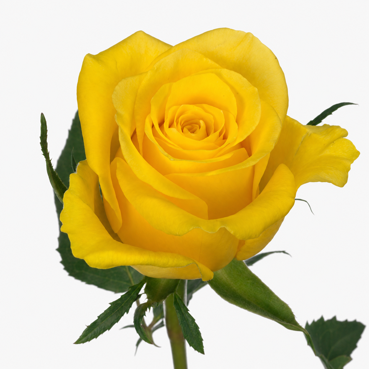 Rose Moonwalk