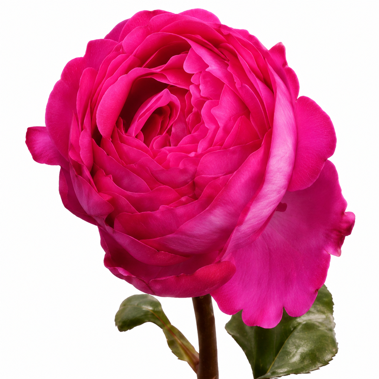 Garden Rose Belle Rives